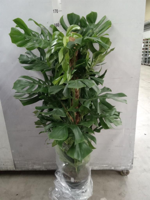 <h4>Monstera pertusum</h4>