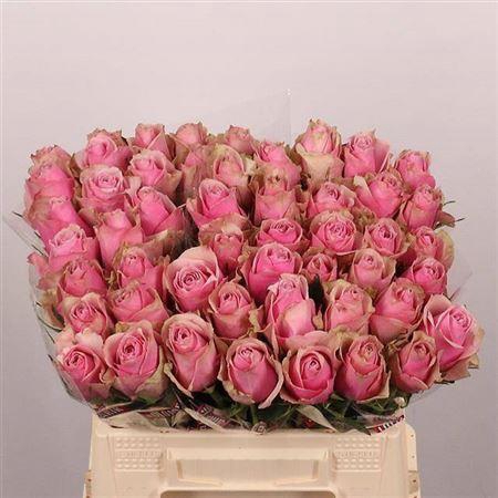 <h4>R Gr Athena Royale</h4>