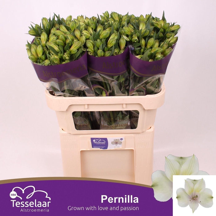 <h4>Alstr Pernilla</h4>
