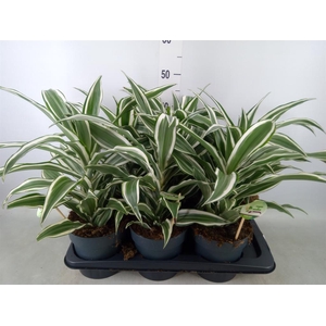 Dracaena frag. 'White Jewel'