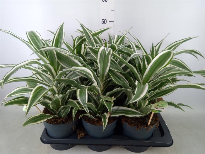 <h4>Dracaena frag. 'White Jewel'</h4>