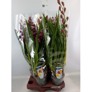 Cymbidium   ...