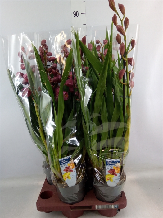 <h4>Cymbidium   ...</h4>