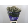 Limonium sinensis White Diamond