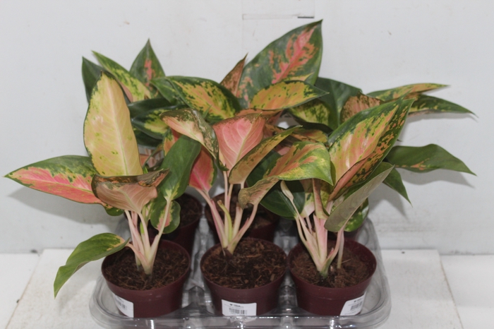 <h4>AGLAONEMA LAWAN P12</h4>