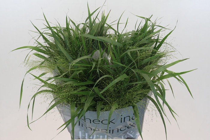 <h4>PANIC VI FONTAINE</h4>