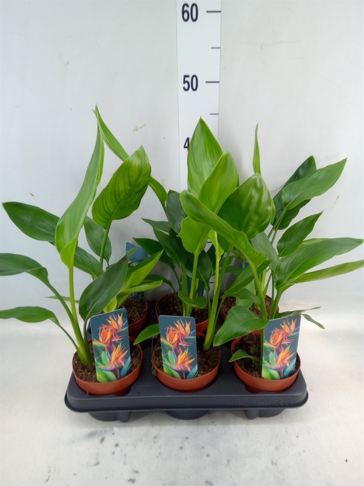 <h4>Strelitzia reg.   ...no flowers</h4>