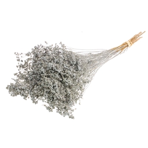Broom Bloom Bunch Grey Misty