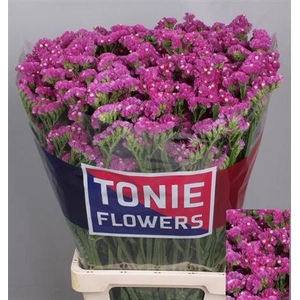 Lim S Sin Etern Pink