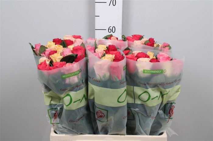 <h4>R Gr Tacazzi Gem</h4>