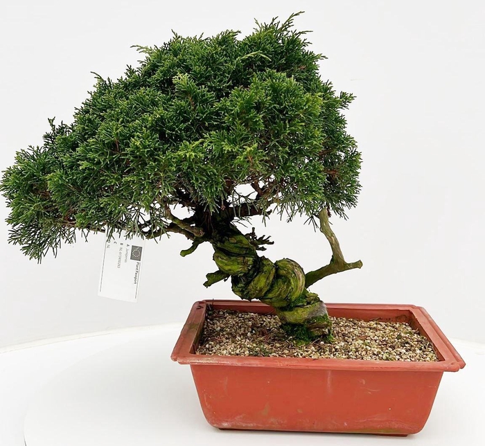 <h4>Juniperus chinensis, 25cm., twisted trunk, in trainingspot</h4>