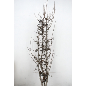 PEAR BRANCHE CONFERENCE X3 (MED)