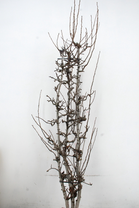 <h4>PEAR BRANCHE CONFERENCE X3 (MED)</h4>