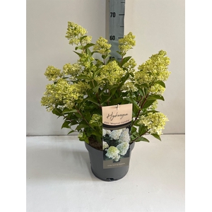 Hydrangea pan.