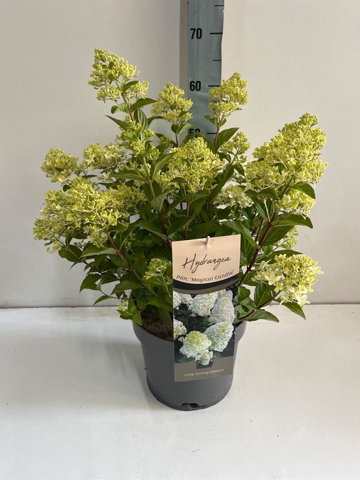 <h4>Hydrangea pan.</h4>