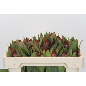 PROTEA ROBIJN
