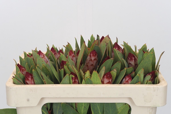 <h4>PROTEA ROBIJN</h4>