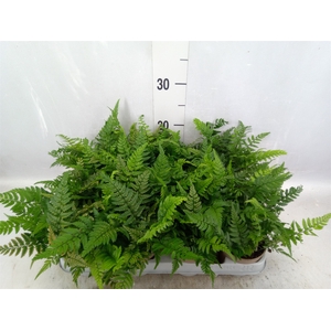 Athyrium   ...