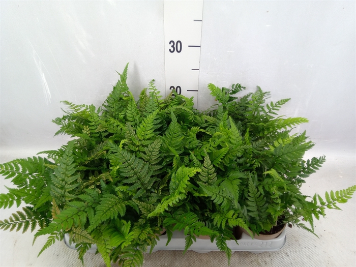 <h4>Athyrium   ...</h4>