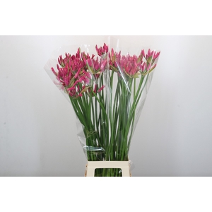 Nerine Lilac