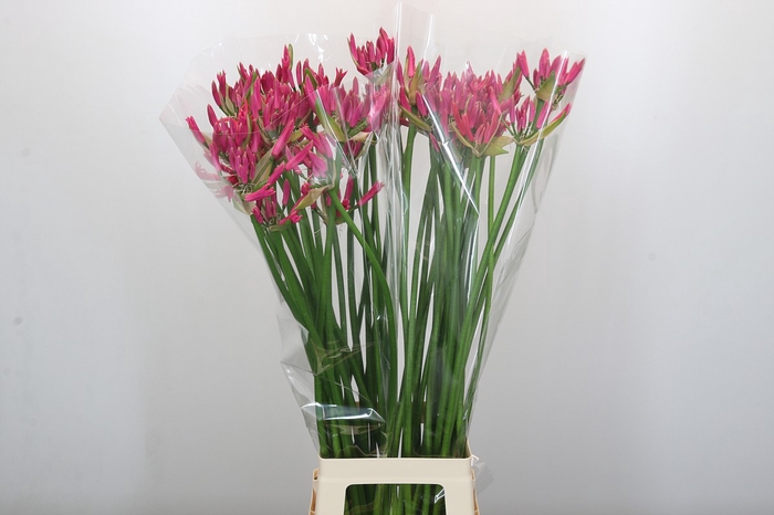 <h4>Nerine Lilac</h4>