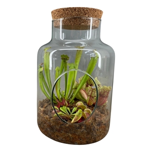 Vleesetende planten in terrarium met kurk