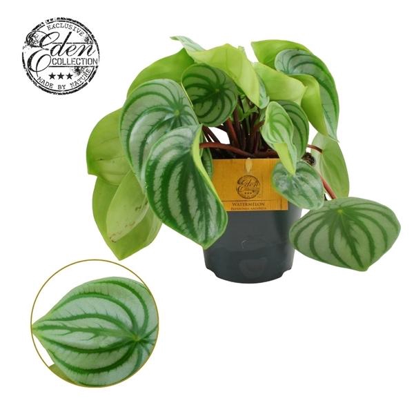 <h4>Peperomia argyreia</h4>