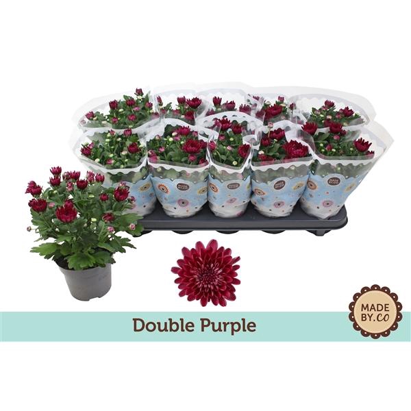 <h4>Chrysanthemum Indicum Grp Mount Aubisque Purple</h4>
