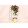 Stam 19cm Bougainvillea