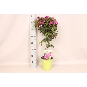 Bougainvillea glabra