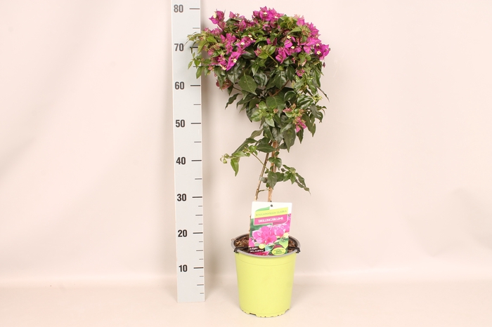 <h4>Bougainvillea glabra</h4>