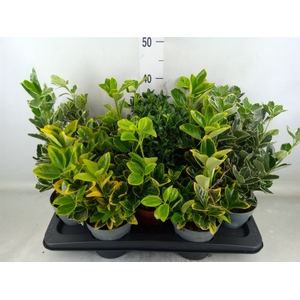 Euonymus japon.   ...mix