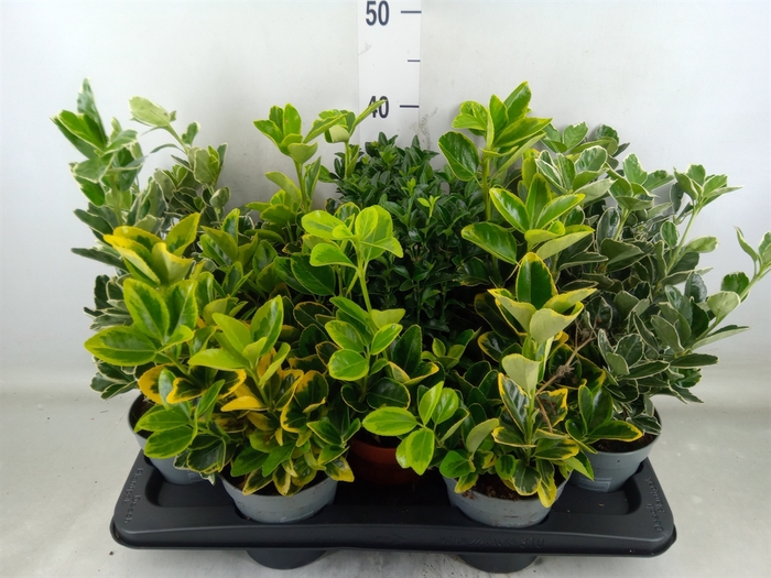 <h4>Euonymus japon.   ...mix</h4>