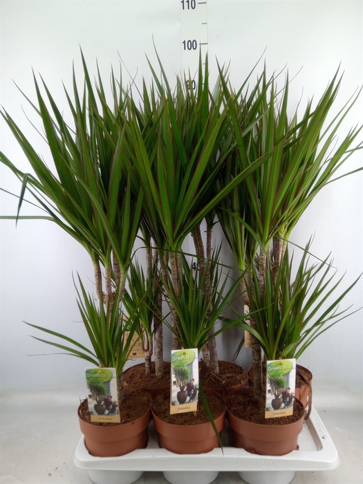 <h4>Dracaena marg.</h4>