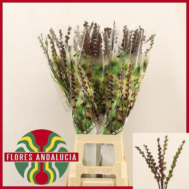 <h4>CHASMAN F SATURN BES</h4>