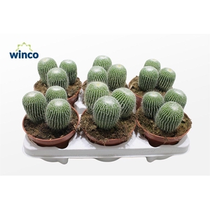 PARODIA LENINGHAUSII