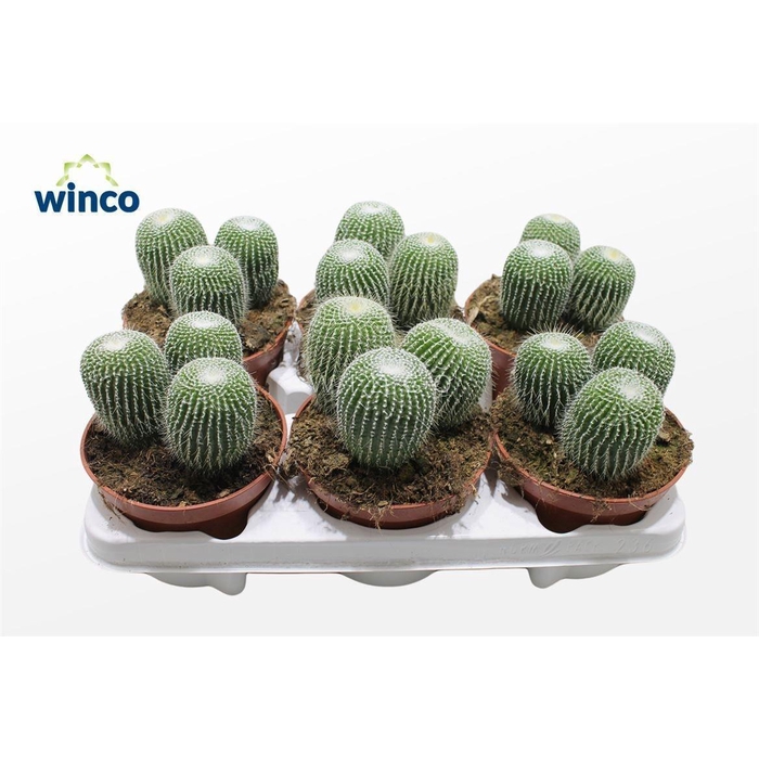 <h4>PARODIA LENINGHAUSII</h4>
