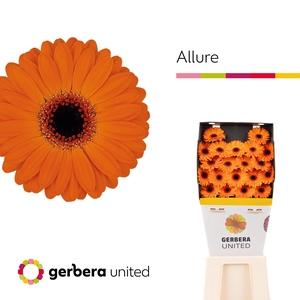 Germini Allure Diamond