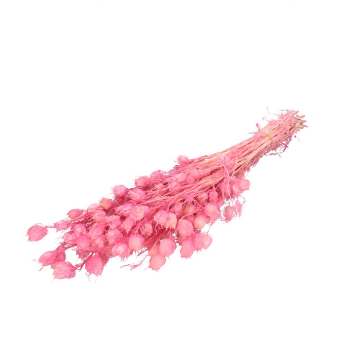 <h4>Preserved Nigella 55cm</h4>