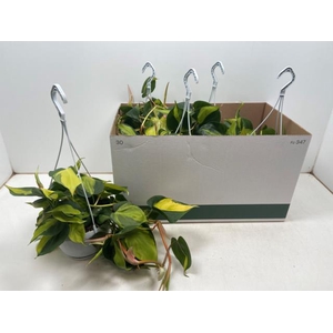 Philodendron Scandens Brasil 17Ø 40cm