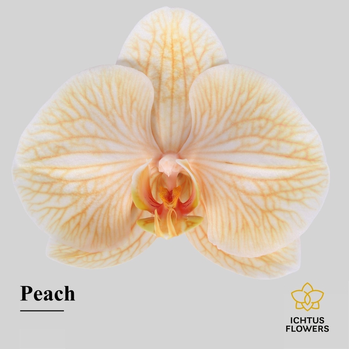 <h4>Phalaenopsis</h4>