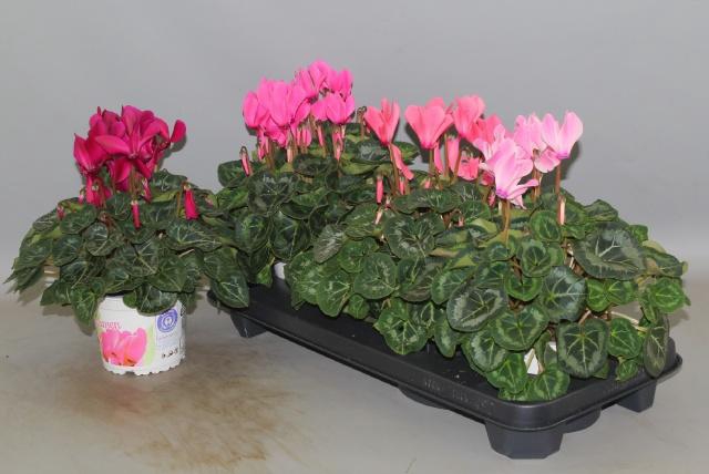 <h4>CYCL GR SUP XL</h4>