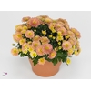 Chrysanthemum Gardenmum Orange