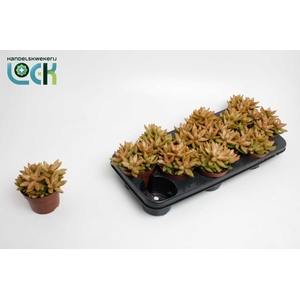 SEDUM OV