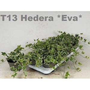 HED HE EVA