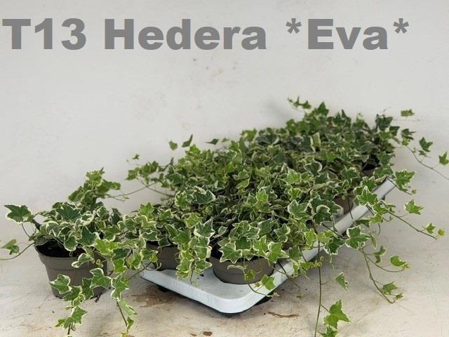 <h4>HED HE EVA</h4>