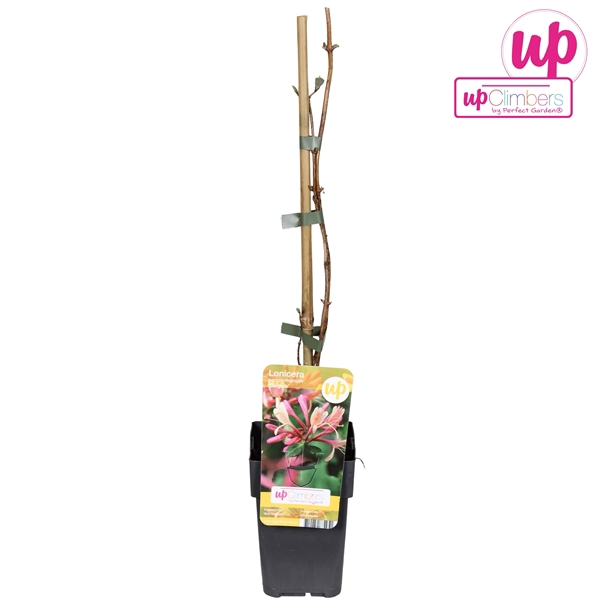 <h4>Lonicera periclymenum 'Belgica' P12</h4>