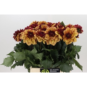 Dahlia Creme de Cognac