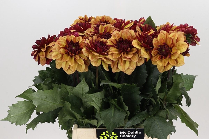 <h4>Dahlia Creme de Cognac</h4>