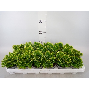 Selaginella martensii 'Jori'